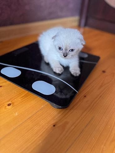 pişik cantası: Şotland yastı qulaq — 10