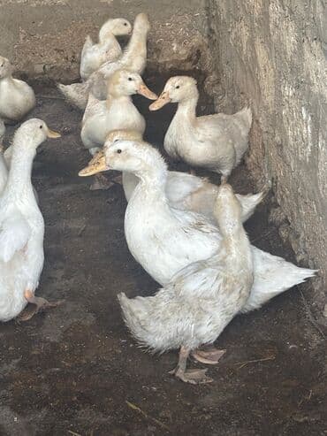 cins ineklerin qiymeti: Salam şekilde gördüyünüz Pekin ördekleri tecili satılır qiymət 7manat — 2