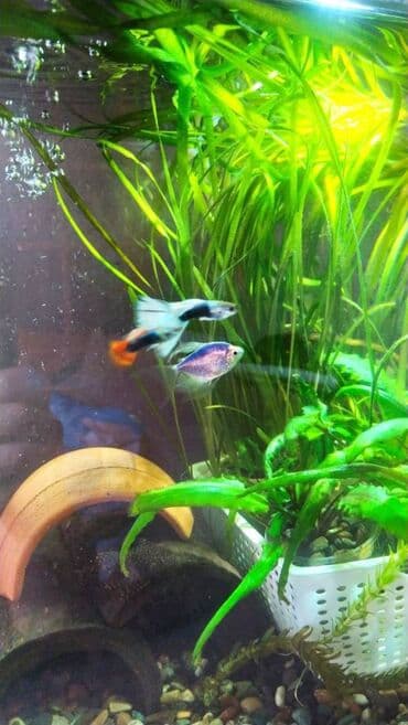 dib balıqları: Quppi, Sülhsevər — 7