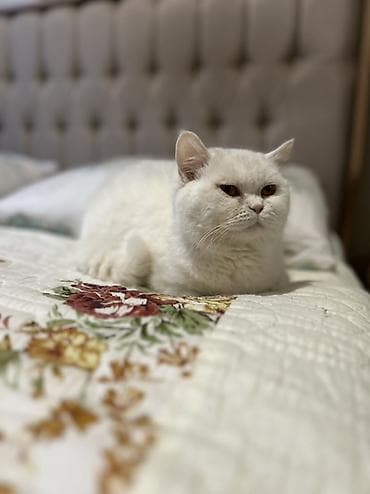 Ag britan tik qulaq 2 yasi var qum terbiyesi var cox sakit agillidir