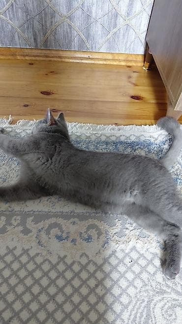 wotland pişiyi: Britan, Erkək, Yaxşı əllərə — 2