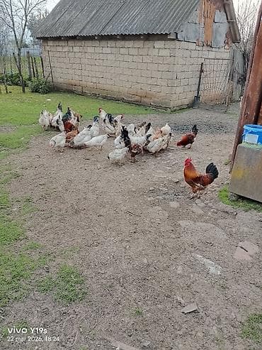 Akvariumlar: Toyuq, Damazlıq, Ünvandan götürmə, Ödənişli çatdırılma — 5