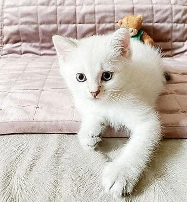 шиншилла кошка цена: Şinşilla pişik balaları etibarlı əllərə verilir Sevimli və baxımı — 3