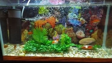 продажа аквариумных рыбок: Akvariumlar — 6