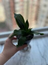 orxideya gülü: Sanseveria (qilinc gulu) — 2