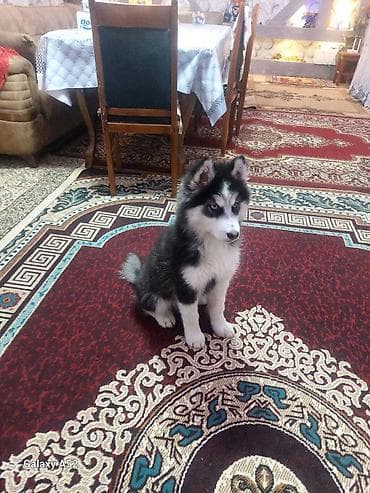 MALAMUT cinsi satilir bala cox saglamdi 3 ayliqdi senedleri verilir