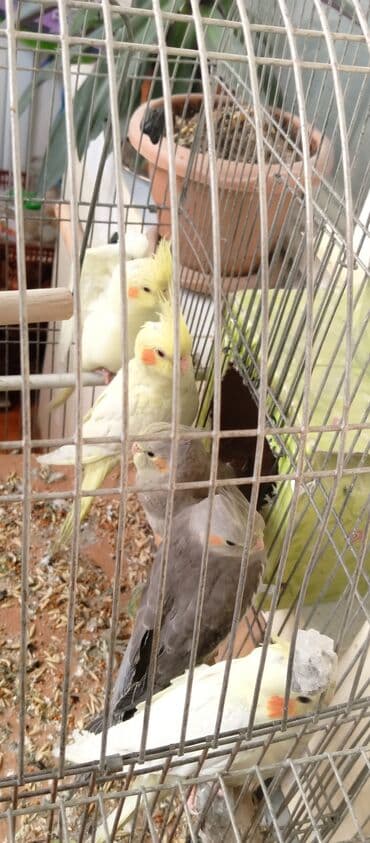 пудель карликовый цена: Tutuquşu Korella. ( Sultan ) Sarı quşlar 35 manat Boz quşlar 30 manat — 2