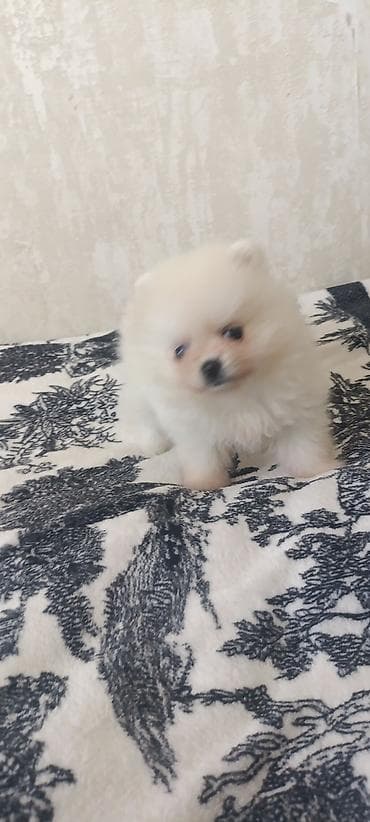 it qiz seksi: Şpitz — 2