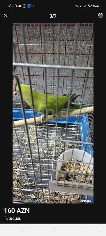 qartal şəkli çəkmək: Salam. saglam 2yas yarim 3yas arasi qusdi hazir mayadi nese 1 2 sozde — 3