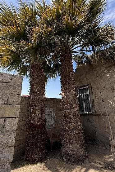 xurma qurusu: Məhsul: palma ağacları (2 ədəd) birinin gövdəsi 4 mdigərinin gövdəsi — 1