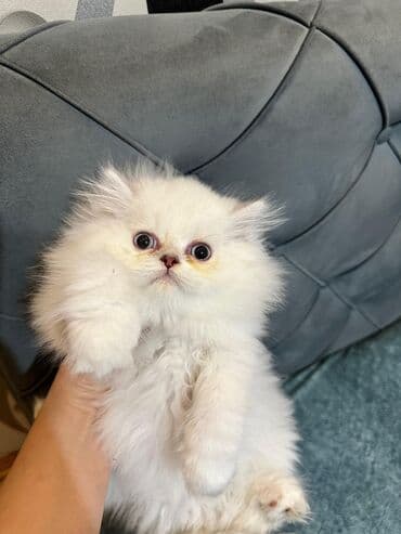 şotlan pişik: Şotland yastı qulaq, Erkək, Dişi, Yaxşı əllərə, Ünvandan götürmə, Pulsuz çatdırılma, Ödənişli çatdırılma — 155