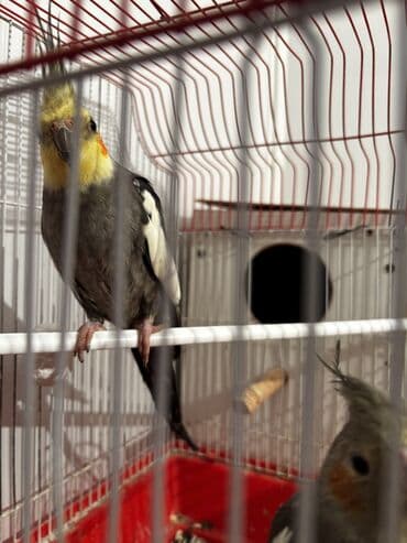 ucuz quşlar: Korella quşları satılır hazır bala verəsi cütdülər yuva hazırlığı — 4