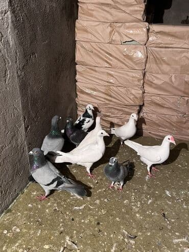 Amadinlər: Kom 8 manatdan Ünvan sabunçudu. Təmiz Spartivnilər. Drakondular 🤝 — 1