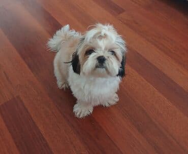 shih tzu qiymeti: Shi-tsu — 2