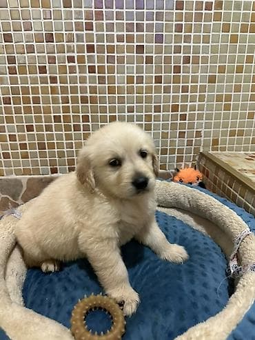 pudel satilir: Retriever, 2 ay — 4