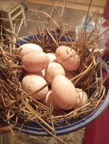 0.4 manat tanesi yumurta kend tavuğu organik doğal üreticiden