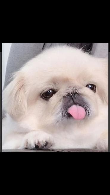 Pekines, 5 ay, Erkek, Peyvəndli, Ünvandan götürmə