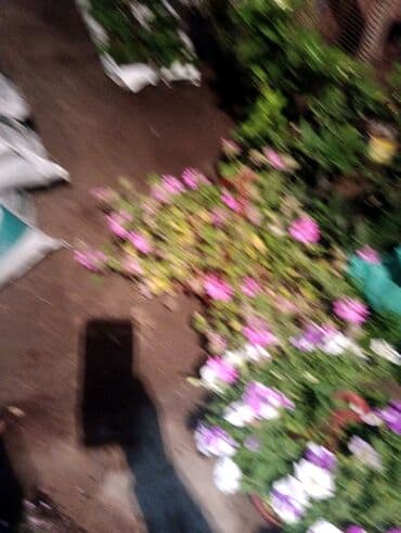 саженцы малины тарус: Qazon landşaft #qazon #torf #torf250litrlik Ekolayf #ekolayf balaken — 28