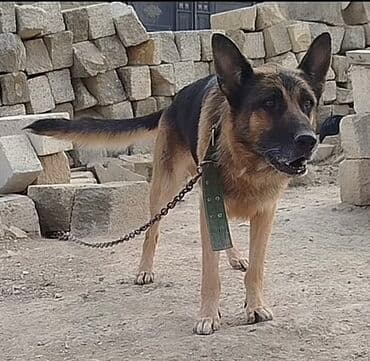 çoban işi: Alman çoban iti, 2 il, Erkek — 3