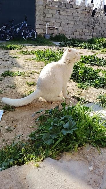 pişik cutləşdirilir: Şotland yastı qulaq, Dişi — 8