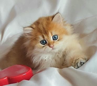 Heyvanlar: Erkək, Ünvandan götürmə — 1