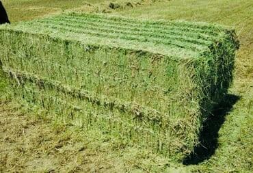 Goranboy rayonunda yaşıl və iri preslənmiş yonca satılır. Yonca çox — 3