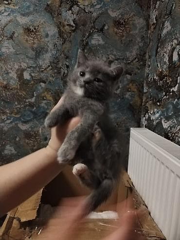 qara pişik: Şotland yastı qulaq — 3