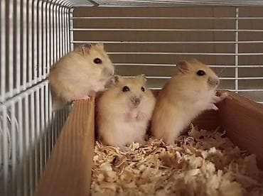 xamyak nedir: Cücərtili, mehriban xırda gəmiricilər – hamsterlər - Növ: dekorativ — 2