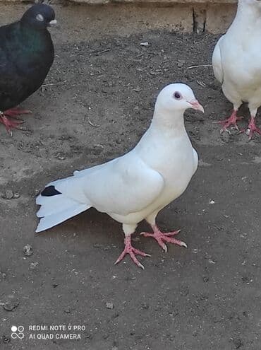 Qiymət birinə aiddir . quşlar haqqında ətraflı məlumat üçün whatcab lalafo.az -da Qiymət birinə aiddir . quşlar haqqında ətraflı məlumat üçün whatcab