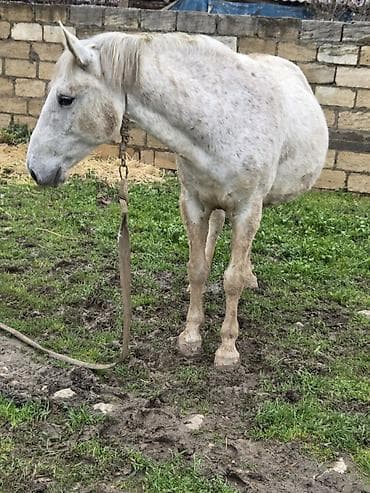 dovşan yemi: Dişi, il: 7 — 2