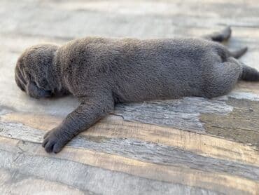 кане корсо цена: Kane-Korso, 1 ay, Erkek, Sənədli, Ünvandan götürmə — 4
