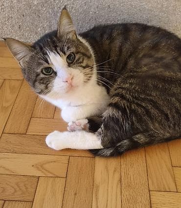 Зоотовары: Самец, Самка, В добрые руки — 3