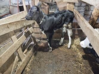 Inəklər, öküzlər: Satış: qarışıq cins buzov - Rəng: qara bədən, ağ baş və ağ — 5
