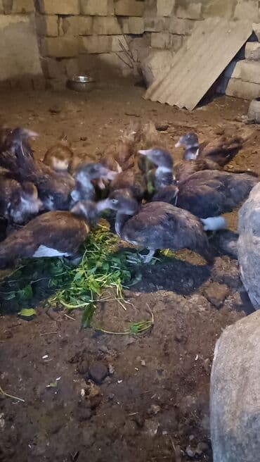 alman coban iti balaları: Muscovy (hind toyuğu) balaları – qəhvəyi-ağ rəng çalarlarında. - — 2