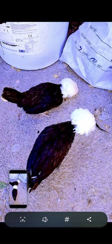 - Növ: Bəzək məqsədli toyuq – ağ “taclı/çəçəli” başlı, qara lələklərlə