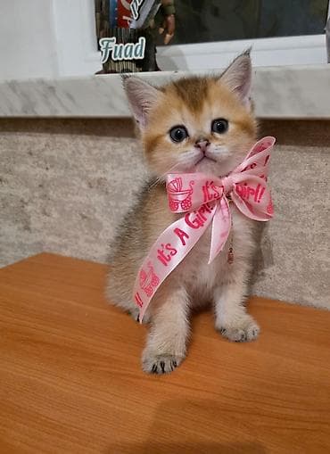 Quşlar: Britan, Dişi — 5