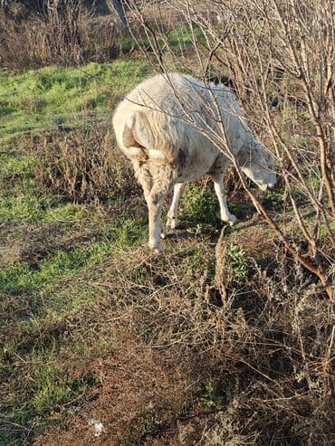 Dana, buzov: Boğaz Boz kərə 2 çi qarın Dəv kimi sağlam heyvandir.Real alıcı cüzi — 3