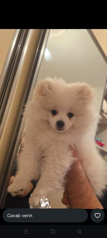 berde mal bazari 2020: Şpitz, 6 ay, Erkek, Peyvəndli — 2