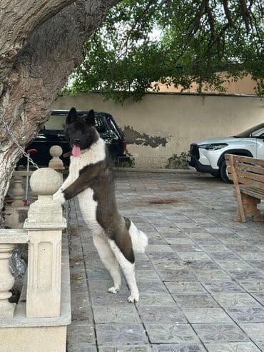 Akita-inu, 1 il, Dişi