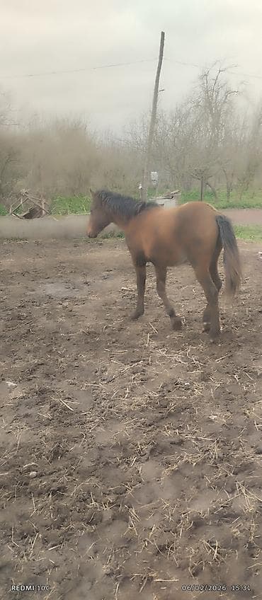 pulsuz heyvan: Erkək, il: 1, Ünvandan götürmə — 3