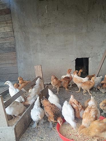 qus satisi: 2 ayliq etlik ve yumurtaliq cins colpalar,saqqali,ayagi tuklu ela — 2