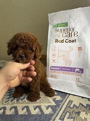 it xaski: Kore poodle red brown. Tam saglam. Disi bala ! Sekillerde realdi ! — 1