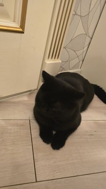 pişik qabı: Erkək — 2