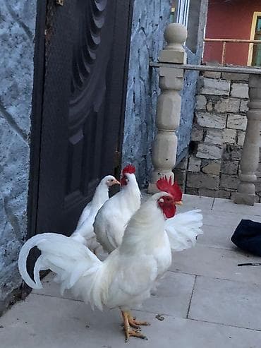 bramo toyuqları: Toyuq, Damazlıq — 2