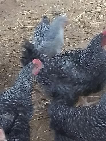 kənd toyuqları: Toyuq, Damazlıq — 2