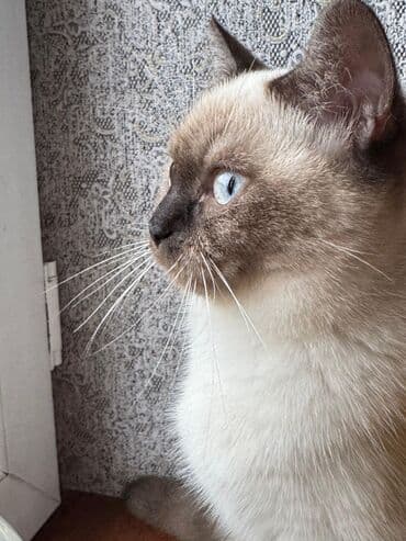 pişim: Siam, Dişi — 1