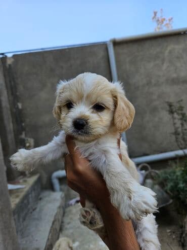 qiz it adlari: 2 ay, Dişi, Ödənişli çatdırılma — 5