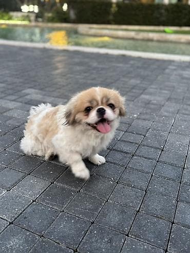 ucuz pekines satilir: Pekines — 3