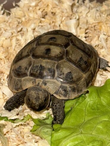 kirpi ne yeyir: Növ: Kiçik quru tısbağa (yavru) Təsvir: - Kompakt ölçülü, qara-yaşıl — 3