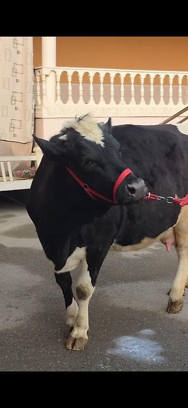 tap.az qaz: 8.10 güne dogacaq birinci qarina dogacaq bu cavan heyandi — 3